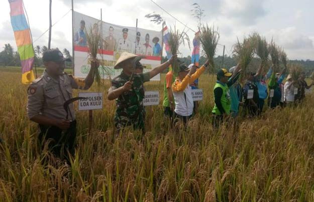 Tak Tersentuh Tambang, Lahan Persawahan Desa Sumber Sari Dinilai Cukup Potensial