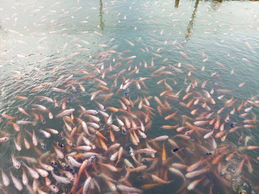  Warga Dilarang Menangkap Ikan di Kawasan Pengembangan Batu Bumbun