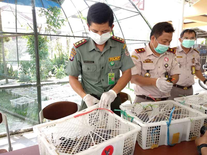 511 Ekor Burung liar Kaltim,  Berhasil di Gagalkan di Kapal Prince Soya Samarinda 