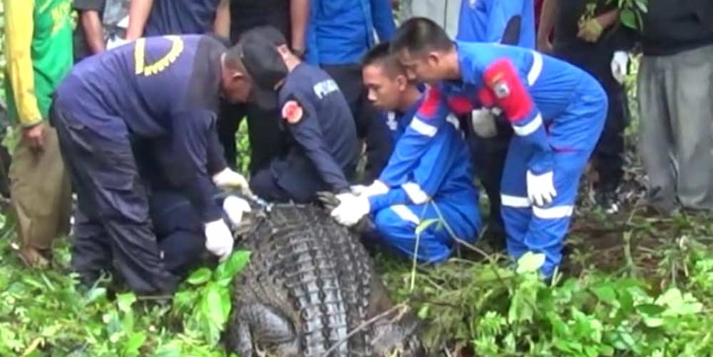 Lagi Buaya berukuran 4 meter gegerkan warga Bontang Selatan 