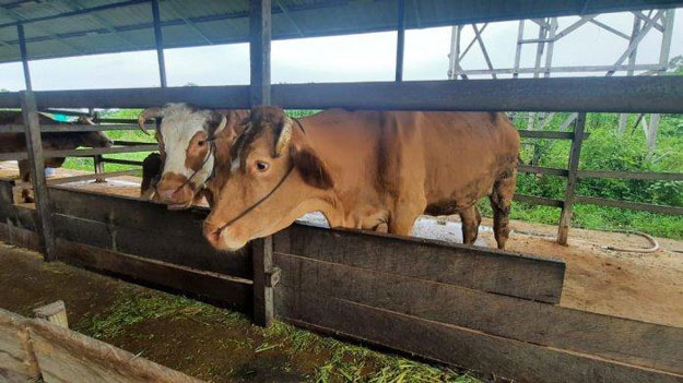 Populasi Sapi Potong di Kaltim Masih di Bawah dari Target Â Â Â 