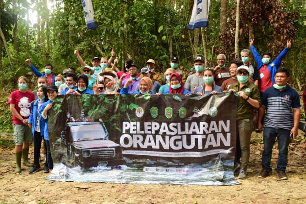 BCA dan BOS Gelar Pelepasliaran Orangutan