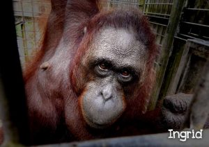 BOS lepaskan Lima orangutan ke Hutan Kehje Sewen