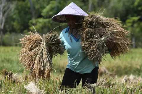 Pemkab Berau Dorong Kampung Mandiri Lewat Pertanian Kreatif