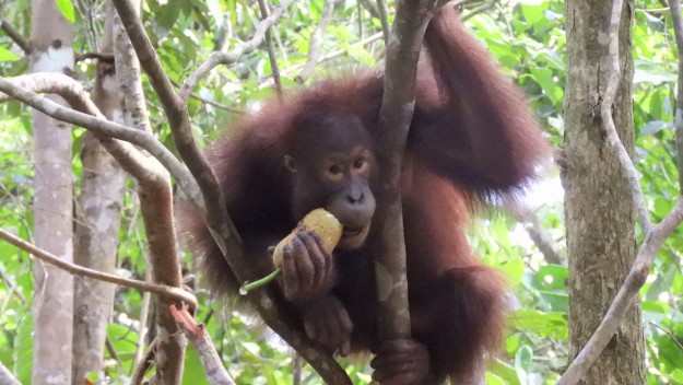 Bukan Sekadar Dilepas, Begini Perjalanan Panjang Orang Utan Kembali ke Alam