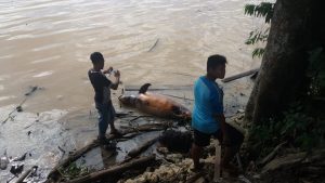 Pesut Mahakam Ditemukan Mengambang Tak Bernyawa 
