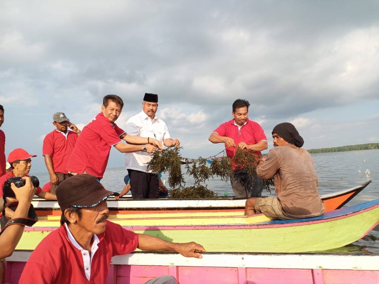 Panen Raya Rumput Laut, Edi Berharap Segera Terdukung Industri  