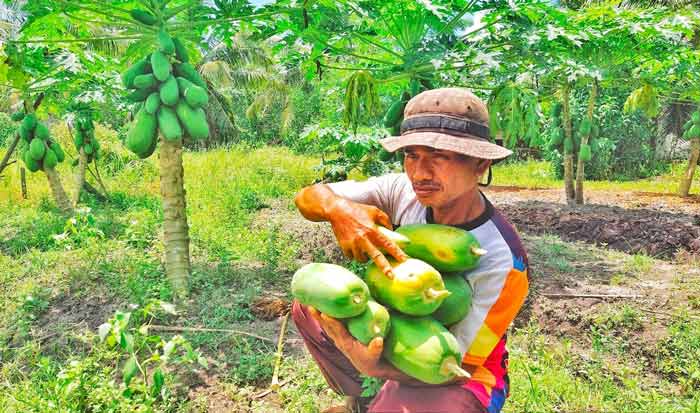 Mereka Yang Tetap Bertani Ditengah Pendemik Covid-19