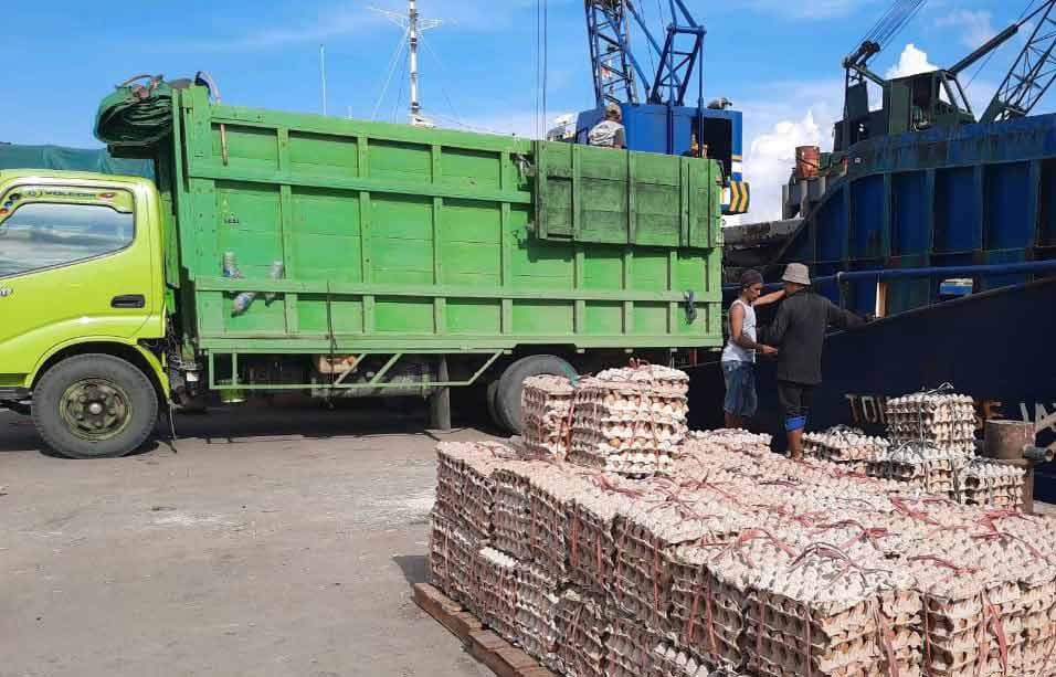Karantina Pertanian Samarinda Pastikan Ratusan Ton Telur Ayam Konsumsi Sehat, Begini Cara Periksanya